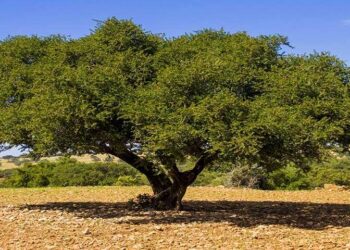الاحتفاء باليوم العالمي لشجرة الأركان بأكادير