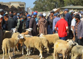 كل ما يجب ان تعرفه عن الاستعدادات لعيد الأضحى لهذه  السنة