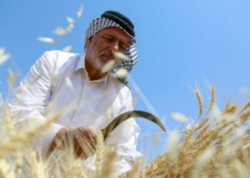 الجفاف والحرب في أوكرانيا يخيمان على موسم الحنطة في العراق