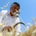 الجفاف والحرب في أوكرانيا يخيمان على موسم الحنطة في العراق