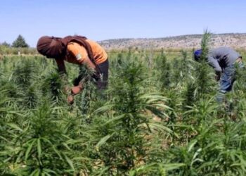 تقنين زراعة القنب الهندي، رافعة للتنمية المهيكلة والواعدة بآفاق جديدة للفلاحين