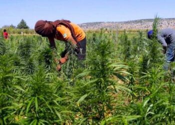 تقنين القنب الهندي.. استكمال الترسانة القانونية بدخول ستة قرارات جديدة حيز التنفيذ
