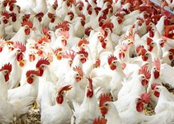 إنفلونزا الطيور، مرض يهدد قطاع تربية الدواجن