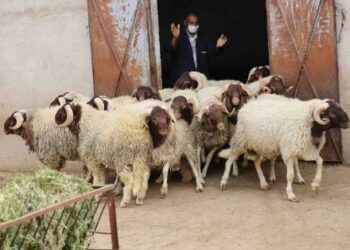 الحكومة و”تسويق” الأغنام الرخيصة