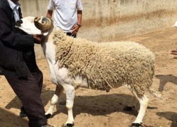 عيد الأضحى يوم الأحد 10 يوليوز