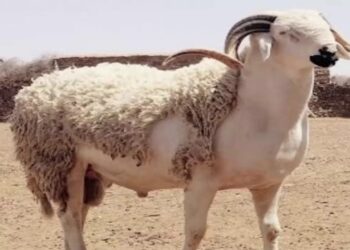 أسعار الأغنام والماعز تظل في نفس مستويات الموسم الفلاحي السابق