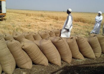 رغم ازمة القمح في السودان المزارعون يجدون صعوبة في تصريف إنتاجهم