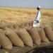 رغم ازمة القمح في السودان المزارعون يجدون صعوبة في تصريف إنتاجهم