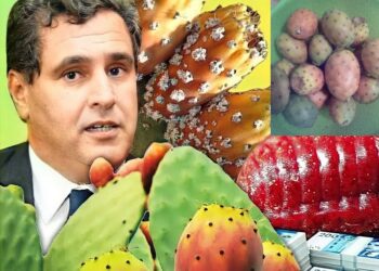 وحتى “الكَـرمُوصْ الهنْـدي” لم يسلم منك يا أخنوش..