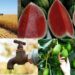 حكاية المغربي الذي يعبر الواد عطشانا