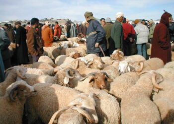 عيد الأضحى بالبيضاء… محدودو الدخل في حيرة بين إحياء السنة والإكراه الاقتصادي