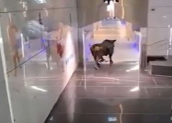 ثور يقتحم مقر بنك إسرائيلي
