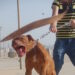 اعتقال ستيني بطنجة بحوزته كلب شرس عرض ضحية لاعتداء خطير