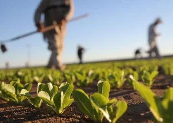 المؤشر القياسي للأسعار العالمية للسلع الغذائية انخفض في شهر يوليوز
