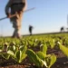 المؤشر القياسي للأسعار العالمية للسلع الغذائية انخفض في شهر يوليوز