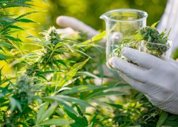 تكوين الأطباء والصيادلة في استعمالات القنب الهندي في التطبيب والتداوي