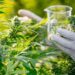 تكوين الأطباء والصيادلة في استعمالات القنب الهندي في التطبيب والتداوي