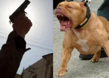 الرصاص لتوقيف خطر شخص مسلح حرض كلبا خطيرا بالجديدة