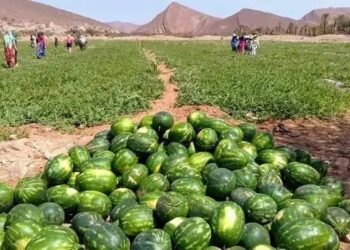 شرفات أفيلال تتهم أخنوش بـ”استنزاف الفرشة المائية”