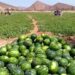 شرفات أفيلال تتهم أخنوش بـ”استنزاف الفرشة المائية”
