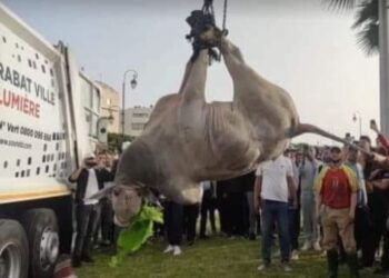 شركة نظافة الرباط تحجز “ثورا” برازيليا من الشارع