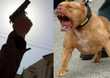 استعمال السلاح لتوقيف شخص خطير صحبة كلب شرس بالدارالبيضاء