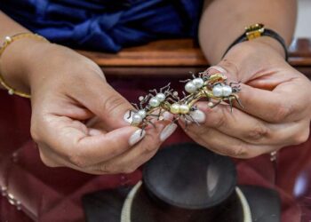 صناعة اللؤلؤ الطبيعي تقليد تسعى البحرين إلى جعله أكثر حداثة