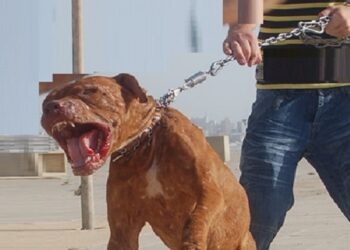شرطة الخميسات تضطر لاستعمال الرصاص لتوقيف شخص هاجم مواطنين وأمنيين بسكين وكلاب شرسة