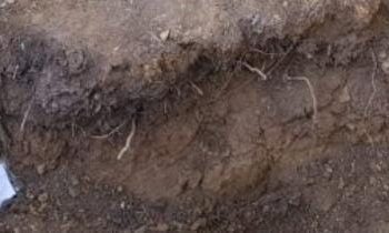 قتل سيدة ودفنها في غابة ضواحي طنجة يستنفر مصالح الدرك