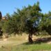 المغرب والأمم المتحدة يحتفلان باليوم العالمي لشجرة الأركان يوم 10 ماي بنيويورك