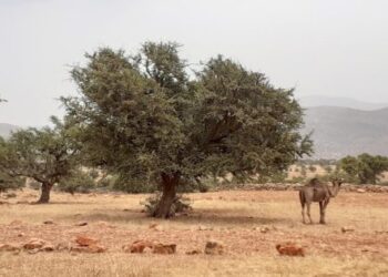 هلال: زراعة شجرة الأركان، انعكاس للسياسة الملكية لخدمة الأمن الغذائي في المغرب وإفريقيا