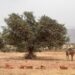 هلال: زراعة شجرة الأركان، انعكاس للسياسة الملكية لخدمة الأمن الغذائي في المغرب وإفريقيا
