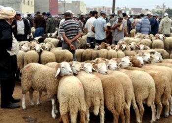 عيد الأضحى.. عمليات المراقبة مكنت من حجز 420 رأس من الأغنام والماعز