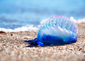العيون.. ظهور قناديل البحر من نوع فيزاليا بساحل فم الواد