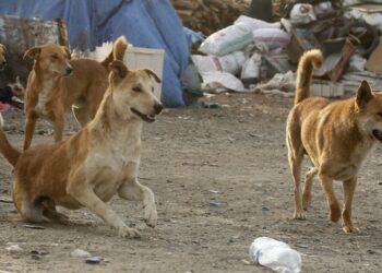 مدافعون عن حقوق الحيوان في المغرب يطالبون بحظر قتل الكلاب الضالة