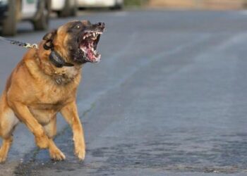 استعمال السلاح لتحييد الخطر الصادر عن شخص مندفع وكلب شرس بمكناس