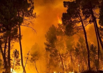 السيطرة بالكامل على حريق غابة مغراوة بتازة