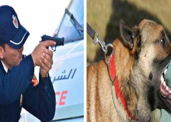 عيارات نارية لتوقيف شخص خطير مرفوق بكلب شرس بسلا