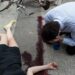 جريمة قتل تهز منتزه اقشور نواحي شفشاون