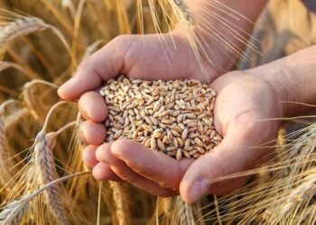 تحقيق الاكتفاء الذاتي الغذائي بالعالم العربي رهين بارساء تكتل بين دول المنطقة
