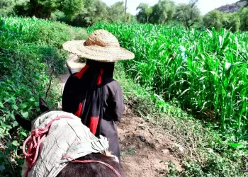 نساء اليمن الريفيات: “بين تحديات الحـ.رب والحياة الشاقة”