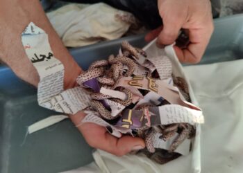 إحباط عملية تهريب الزواحف بمطار مراكش