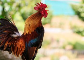 الديك يصيح وفق ساعته البيولوجية وليس استجابة لضوء النهار