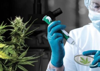 شفشاون : تعاونية BIO CANNAT تجري أولى اختبارات استخلاص زيت القنب الهندي الكانابيديول