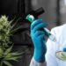 شفشاون : تعاونية BIO CANNAT تجري أولى اختبارات استخلاص زيت القنب الهندي الكانابيديول