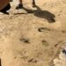 اكتشاف أقدم آثار أقدام بالعرائش