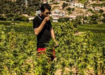 إحداث أول منطقة اقتصادية لاستقبال أنشطة القنب الهندي بالحسيمة