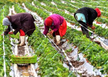 التساقطات المطرية تعيد البسمة إلى الفلاحين المغاربة