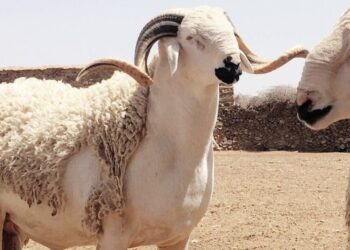 انطلاق عملية ترقيم الأغنام والماعز استعداداً لعيد الأضحى 1445