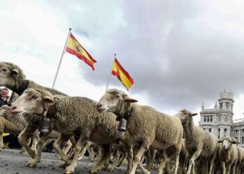 أغنام إسبانية ورومانية تنتظر المغاربة في عيد الأضحى